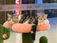 -袖虎·猫馆(体育西路店)