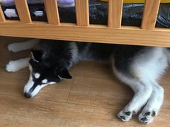 -Husky Go! 哈士奇体验馆·宠物咖啡厅狗咖