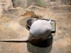 -绿色星球动物主题公园