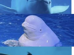 -海合安成都极地海洋公园