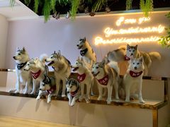-Husky Go! 哈士奇体验馆·宠物咖啡厅狗咖