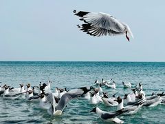-青海湖国家重点风景名胜区
