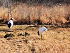 -钏路市丹顶鹤自然公园