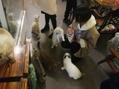 -猫色咖啡·猫咖