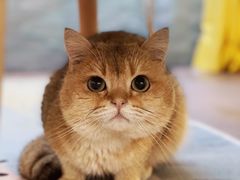 -猫在这儿猫咪咖啡馆·撸猫馆