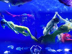 -海合安武汉极地海洋公园