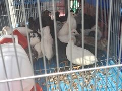-中环花鸟鱼虫市场