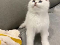 -客栈猫舍(中央北路店)