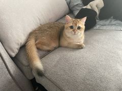 -猫大福·Fortune Cat猫舍(百子湾店)