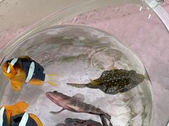 -小猫钓鱼海钓俱乐部(椰梦长廊店)