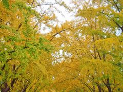 -三里屯东五街银杏大道