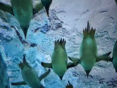 -珠海长隆海洋王国
