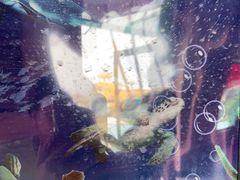 -北戴河圣蓝海洋公园