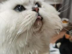 -安安宠医宠物医院·异宠·犬猫内科(岳阳分院)