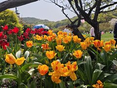 -苏州上方山国家森林公园