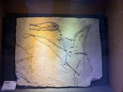 -陕西自然博物馆