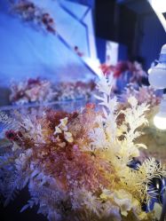 点击看大图 -上海浦东喜来登由由大酒店·宴会厅