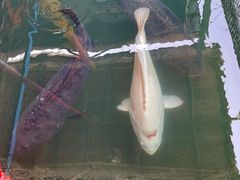 -蓝湾碧波·老字号·疍家非遗海上餐厅