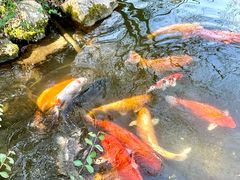 -杭州植物园