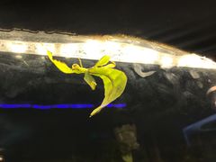 -上海大自然野生昆虫馆(东方明珠·爬宠昆虫探索中心)