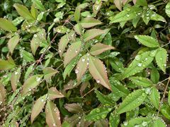 -美沁酒店(成都宽窄巷子奎星楼街店)