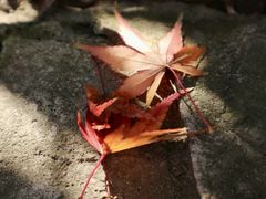 -秋霞圃