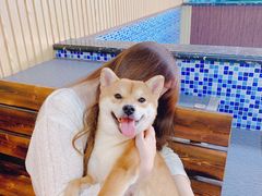 -柴源莊·柴小宠柴犬咖啡