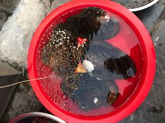 -香乡美食府特色肥西老母鸡(三河古镇店)