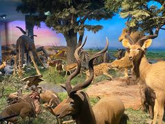 -国家自然博物馆