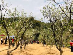 -南国桃园旅游度假区