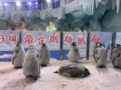 -珠海长隆海洋王国