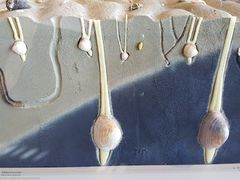 -维乐口腔医院(星海湾分院)