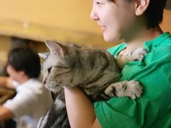 -猫猫幼稚园·撸猫·桌游·电玩