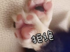 -翊宠yipet猫狗购宠庄园犬舍•猫舍