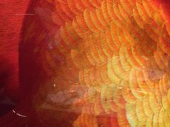 景观位-8餐厅(新葡京酒店)