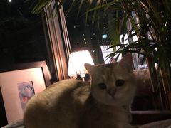 -咖法森林·咖啡  酒吧(天河店)