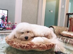 -翊宠yipet猫狗购宠庄园犬舍•猫舍