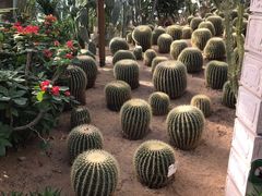 -南宫五洲植物乐园