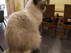 -猫色咖啡·猫咖