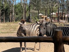 -大连森林动物园