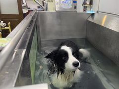 -美联众合动物医院·24h转诊中心