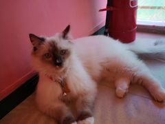 -藏猫猫咖啡主题馆(中央大道店)