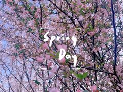 -径山花海