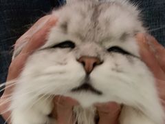 -FAELING PETS美天灵宠物(富力广场店)
