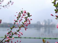 -莫愁湖公园