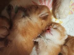-猫十亿·布偶金渐层·曼基康矮脚猫舍(青年路店)