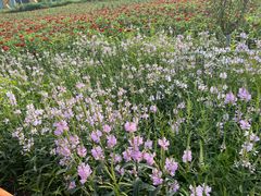 -莲花山花海