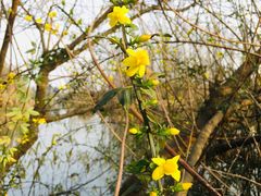 -桤木河湿地公园