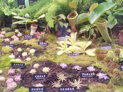 -中国科学院西双版纳热带植物园
