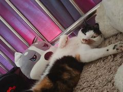 -佳怡动物医院·平价24小时·猫专科骨外科